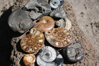 Healing Properties of Ammonite