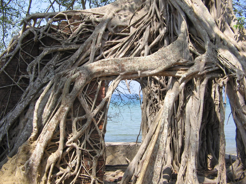 A window in an ancient fig tree to the Andaman Sea.