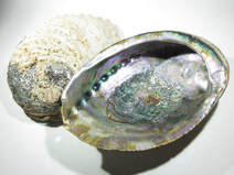 Healing Properties of Paua Shell